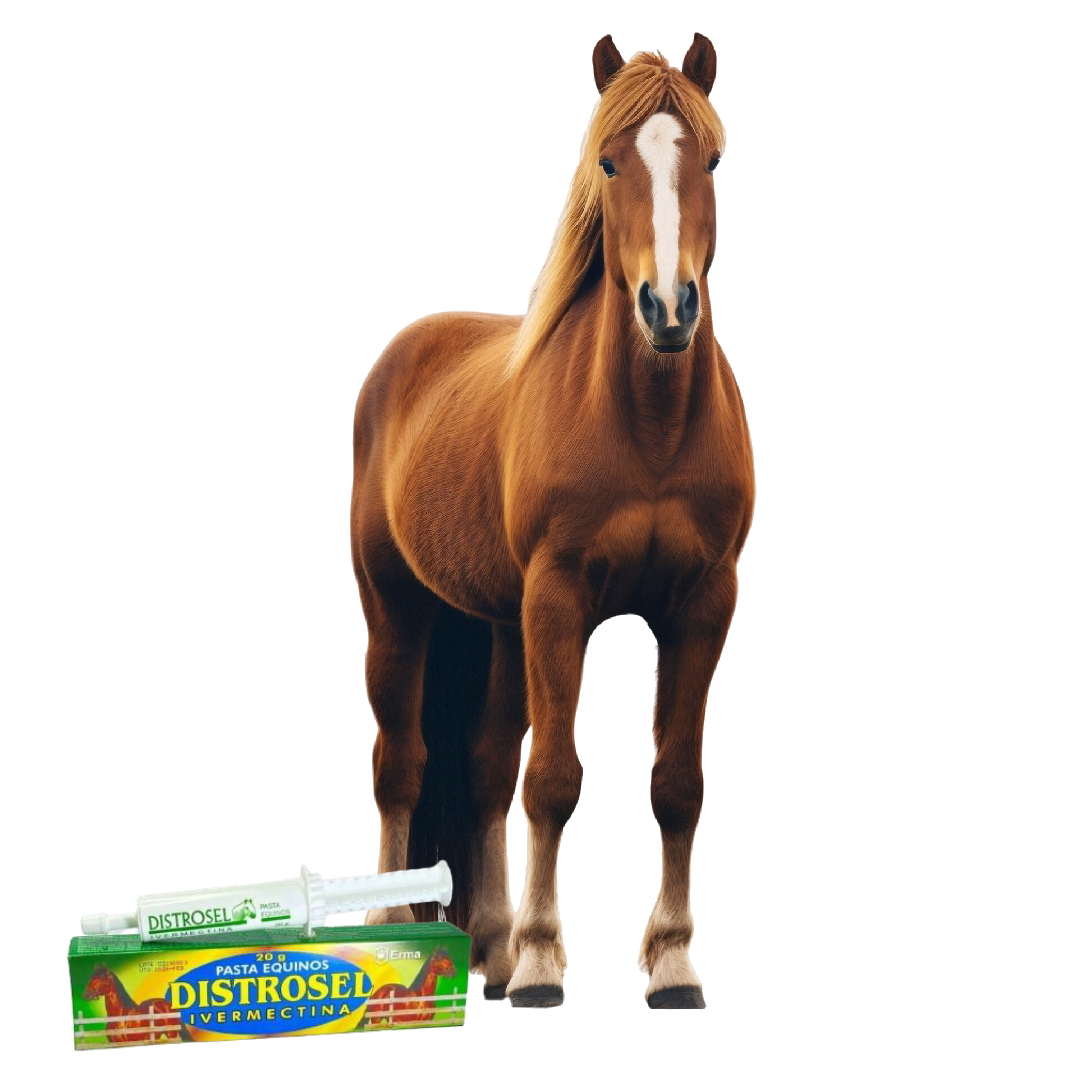 Equinos
